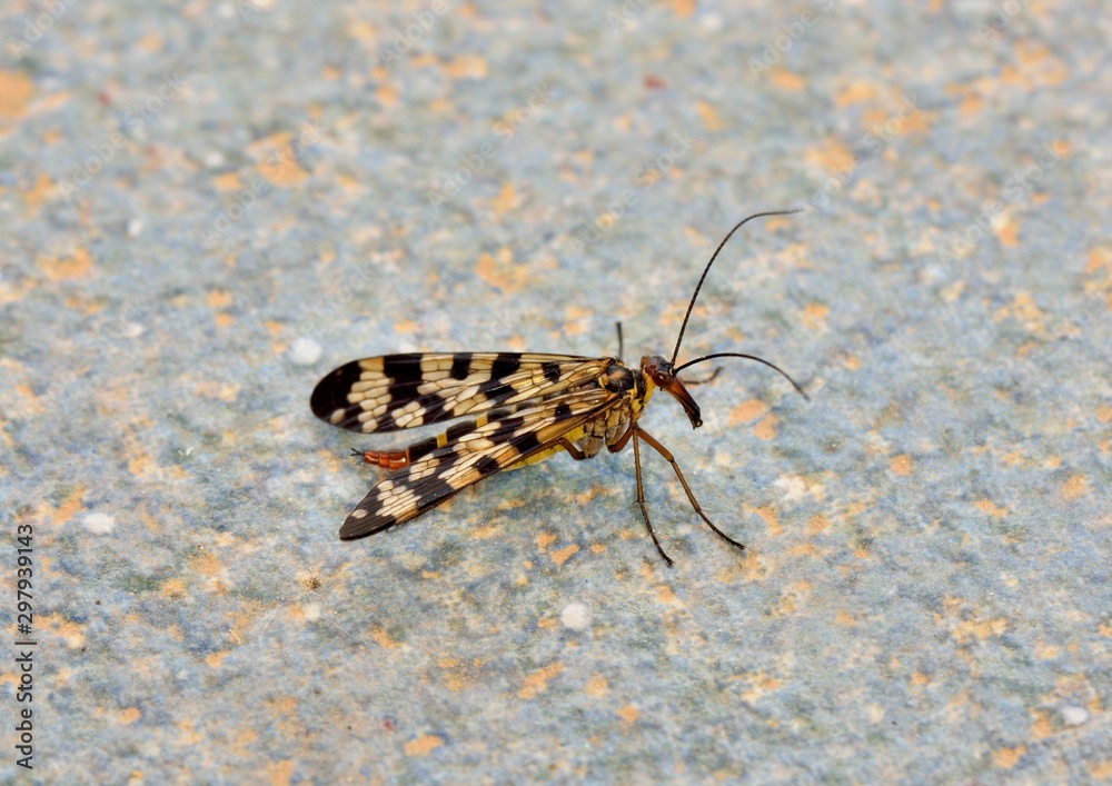 Obraz premium papillon