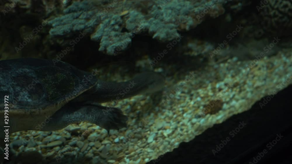 Active long-necked turtle swims in the aquarium. Active long-necked turtle swims in the aquarium.
