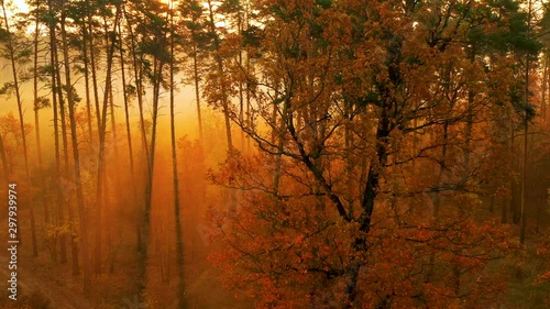 4k video capture from the drone. Slow flight through autumn foggy forest. The rays of the sun make their way through the branches of the pines, illuminating the mist well. Which creates a fabulous atm