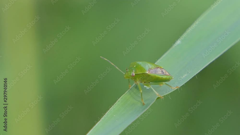 Green stink bug (Rhynchocoris humeralis Thunberg) on green leaf.