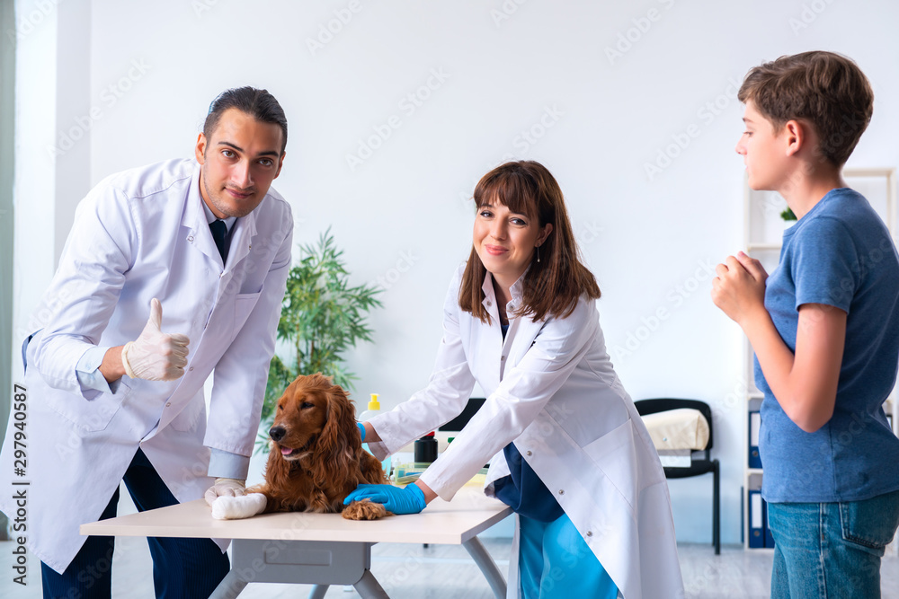 Obraz premium Vet doctor examining golden retriever dog in clinic