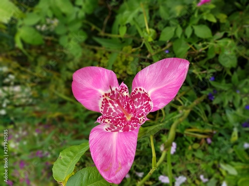 fleur violette