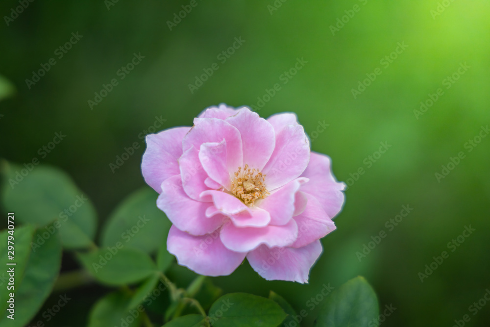 The background image of the colorful flowers The background image of the colorful flowers