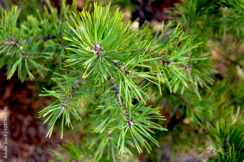 Green pine branch forest background