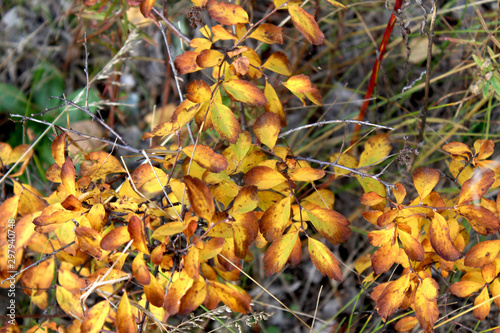 Autumn yellow leaves nature background