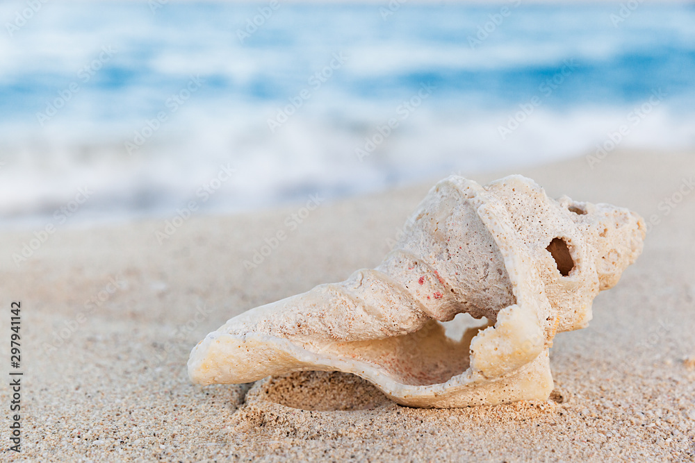 Tropical sea shell on sandy beach at sunrise, summer holiday concept Tropical sea shell on sandy beach at sunrise, summer holiday concept