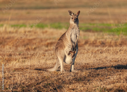 outback kangaroo