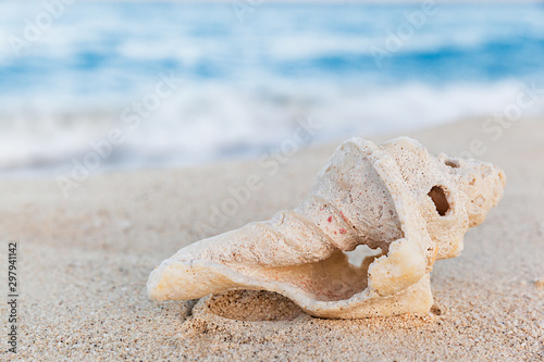 Tropical sea shell on sandy beach at sunrise, summer holiday concept