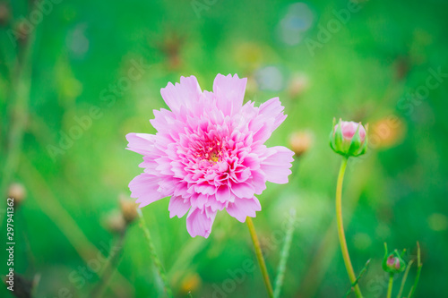 Outdoor blooming carnation pink flower close-up   Dianthus caryophyllus L.