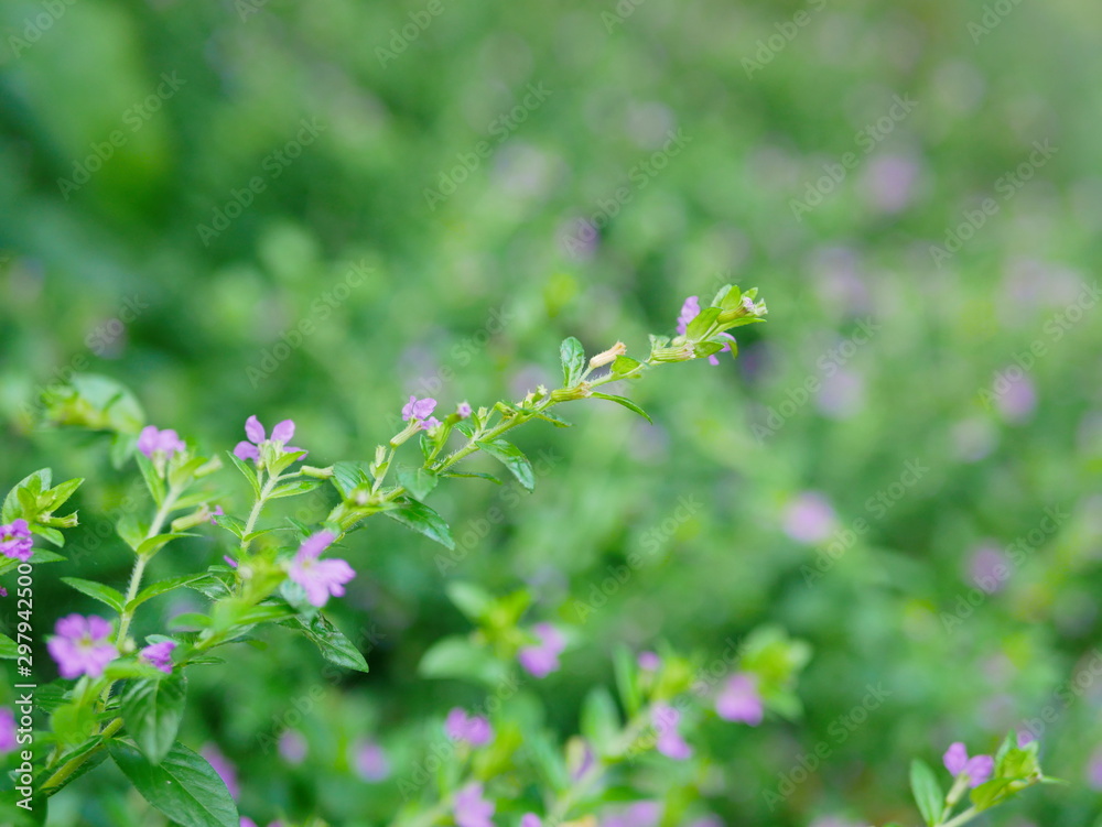 Selective focus of the top of Cuphea Hyssopifolia, the false heather, Mexican heather, Hawaiian heather, or elfin herb Selective focus of the top of Cuphea Hyssopifolia, the false heather, Mexican heather, Hawaiian heather, or elfin herb