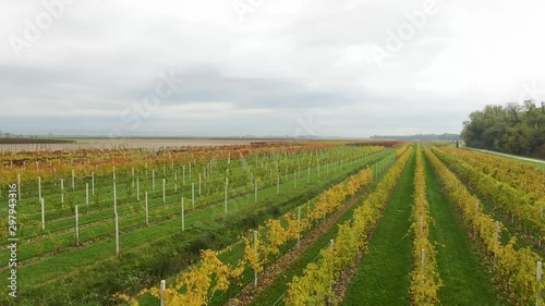 Beautiful autumn coloros. Aerial drone view of wineyards fields from the top. Drone Aerial View Concept. photo