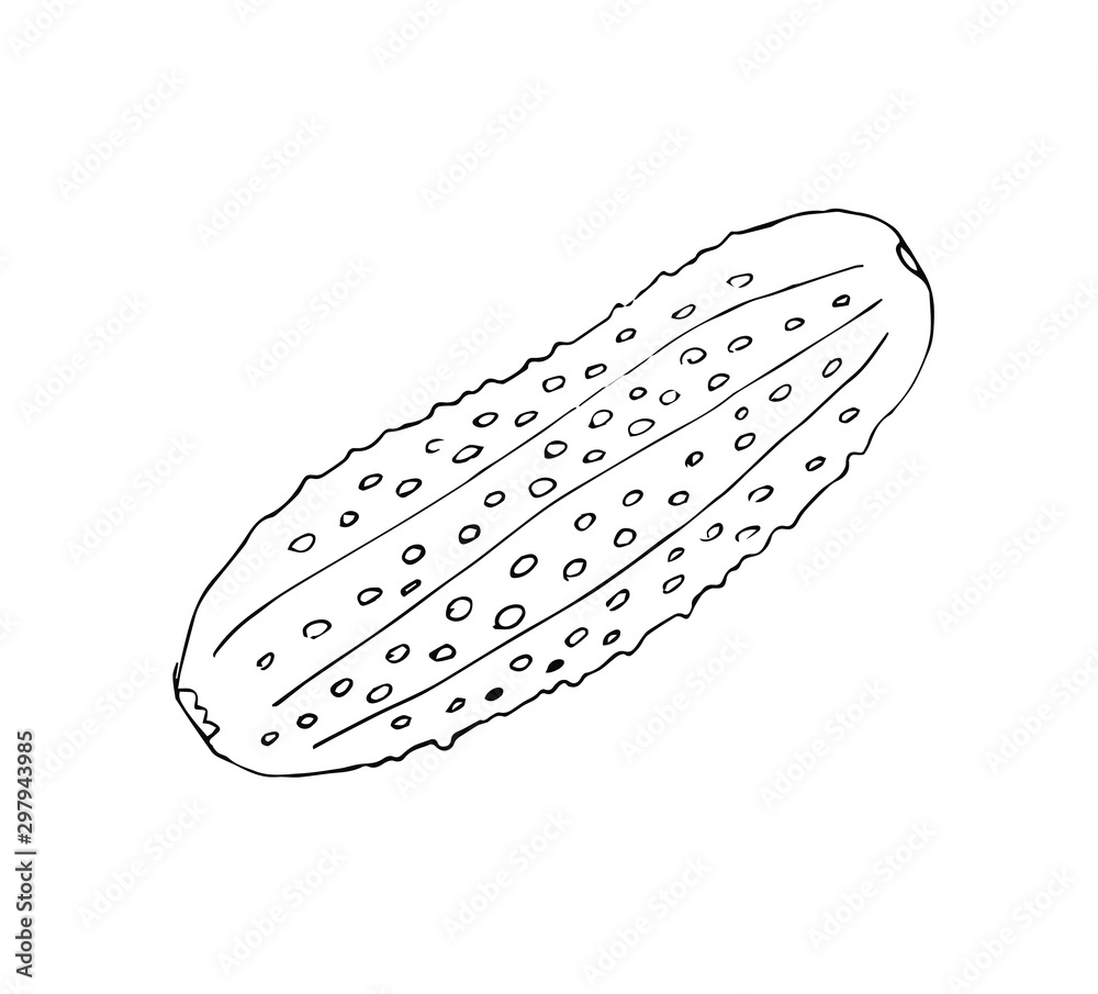 Fototapeta premium Vector hand drawn sketch cucumber isolated on white background