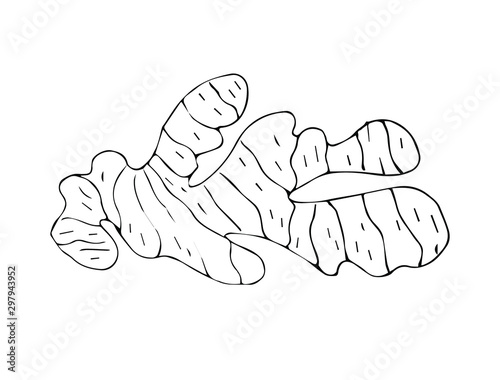 Vector hand drawn sketch ginger root isolated on white background