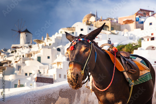 Stampa su Tela donkey portrait in Santorini, Greece