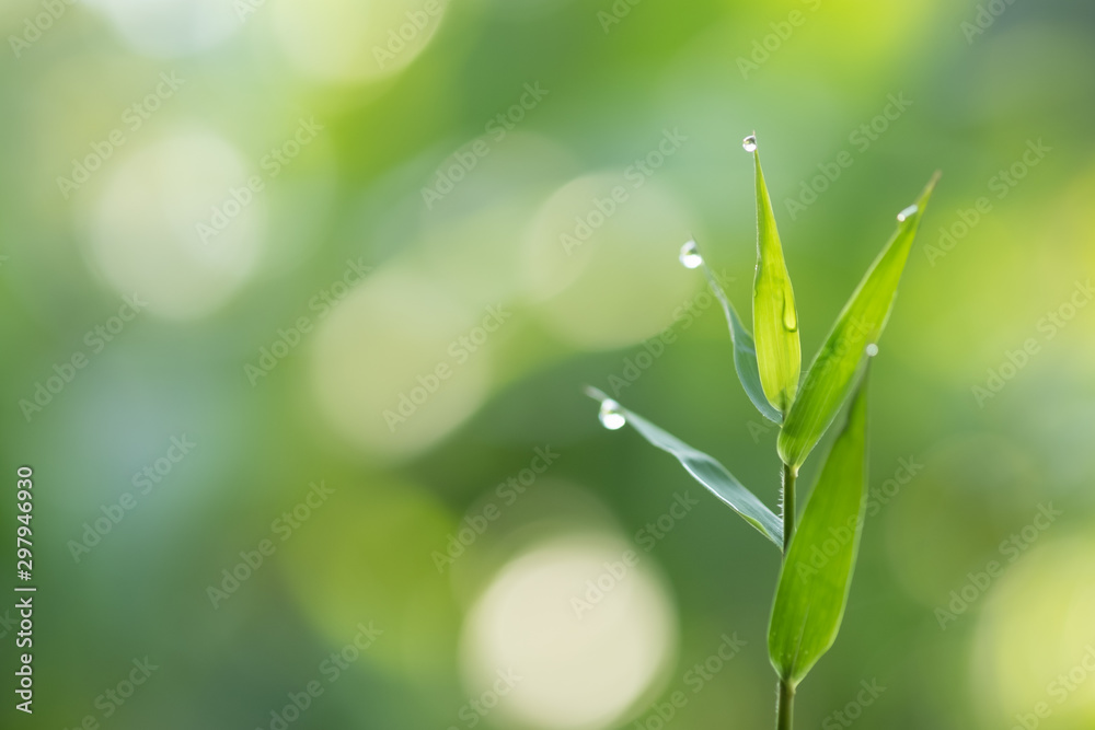 Bamboo green color in nature ,dew on leaf and copy space Bamboo green color in nature ,dew on leaf and copy space