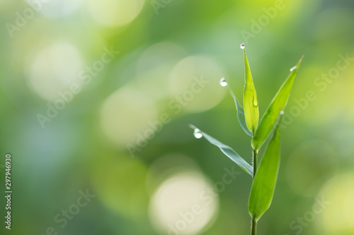 Bamboo green color in nature ,dew on leaf and copy space