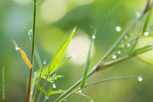 Bamboo green color in nature ,dew on leaf