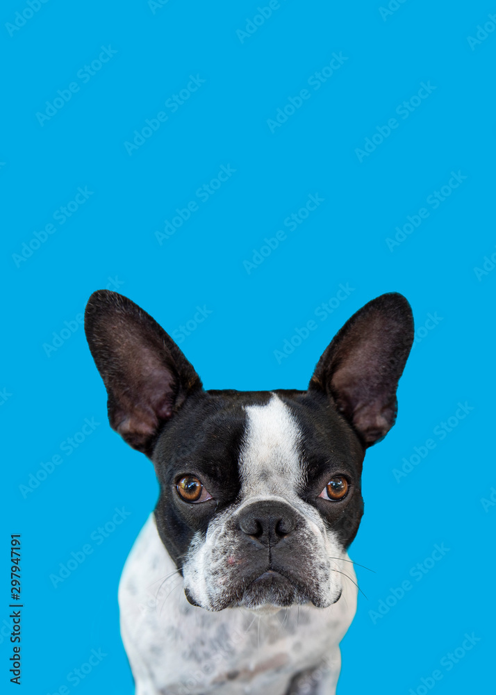 Boston Terrier against plain blue studio background