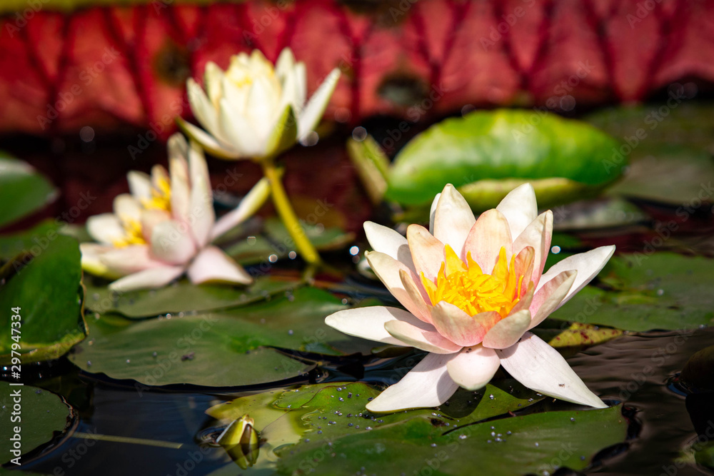 Isolated water lily closeup at summer day Isolated water lily closeup at summer day