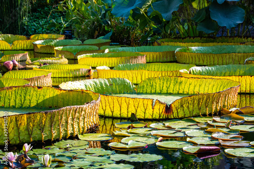 Giant amazon water lily closeup at the pond