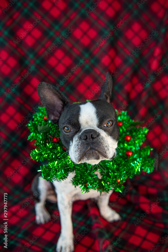 Boston Terrier with Christmas wreath around next and red plaid background
