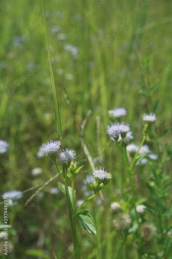 Little violet flowers with green grasses Little violet flowers with green grasses