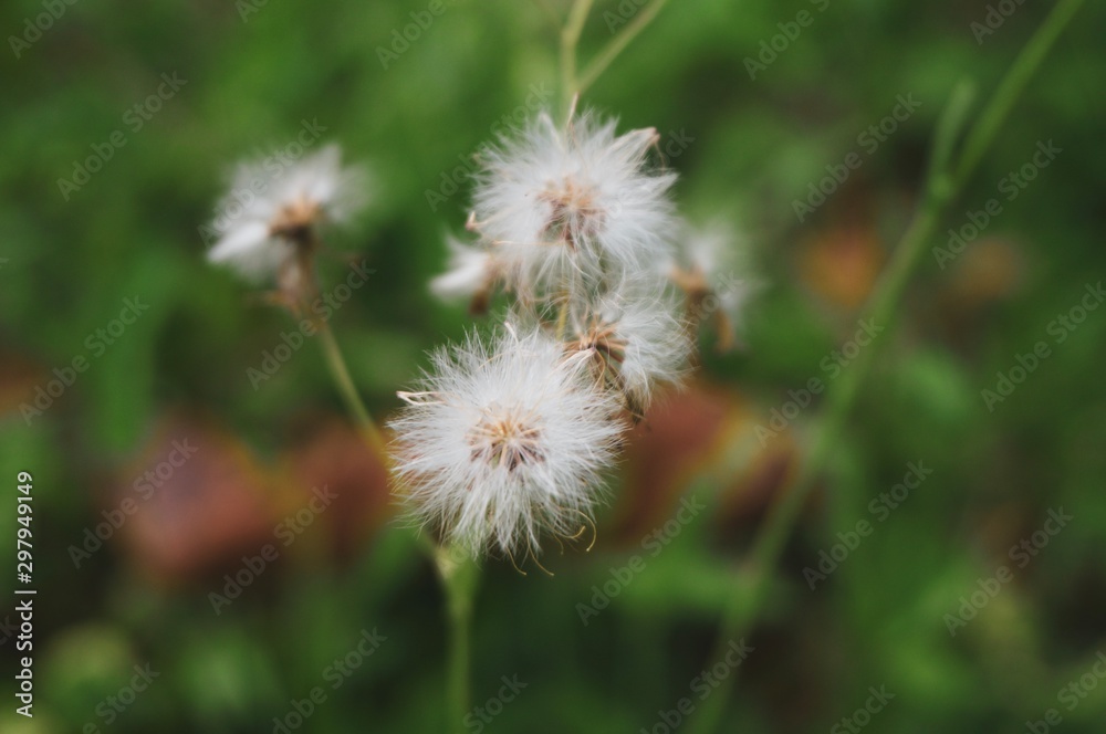 Little white flowers and green grasses background Little white flowers and green grasses background