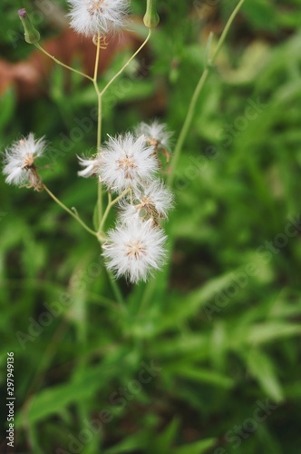 Little white flowers and green grasses background 