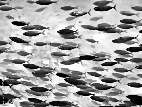 Photography Full Frame Black White School Tropical Fish
