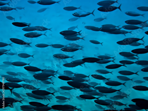 Full Frame School of Tropical Fish in Blue Ocean