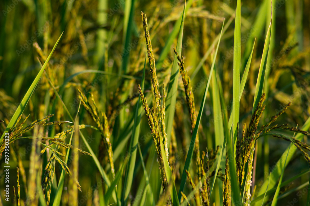 close up rice field in the agricultural garden Thailand close up rice field in the agricultural garden Thailand