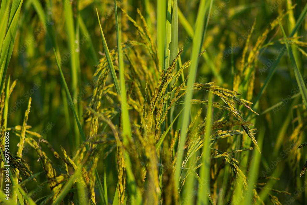 grass on green background grass on green background