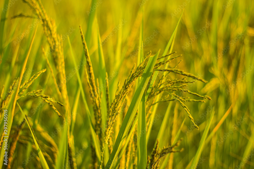 close up rice field in the agricultural garden Thailand close up rice field in the agricultural garden Thailand