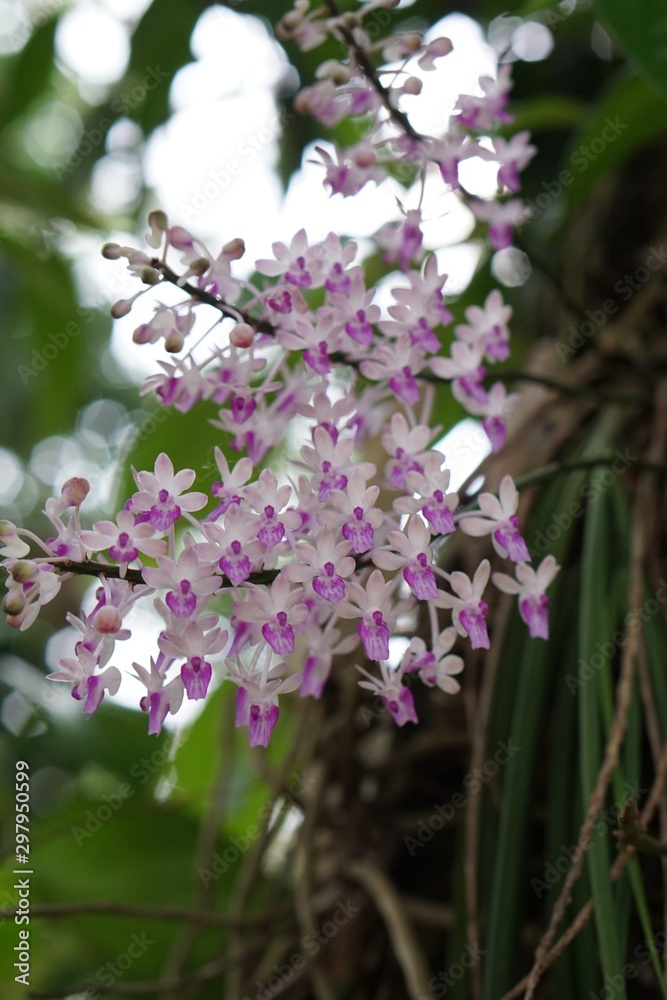 tiny pink wild orchids