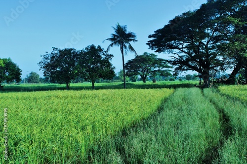 my paddy rice field