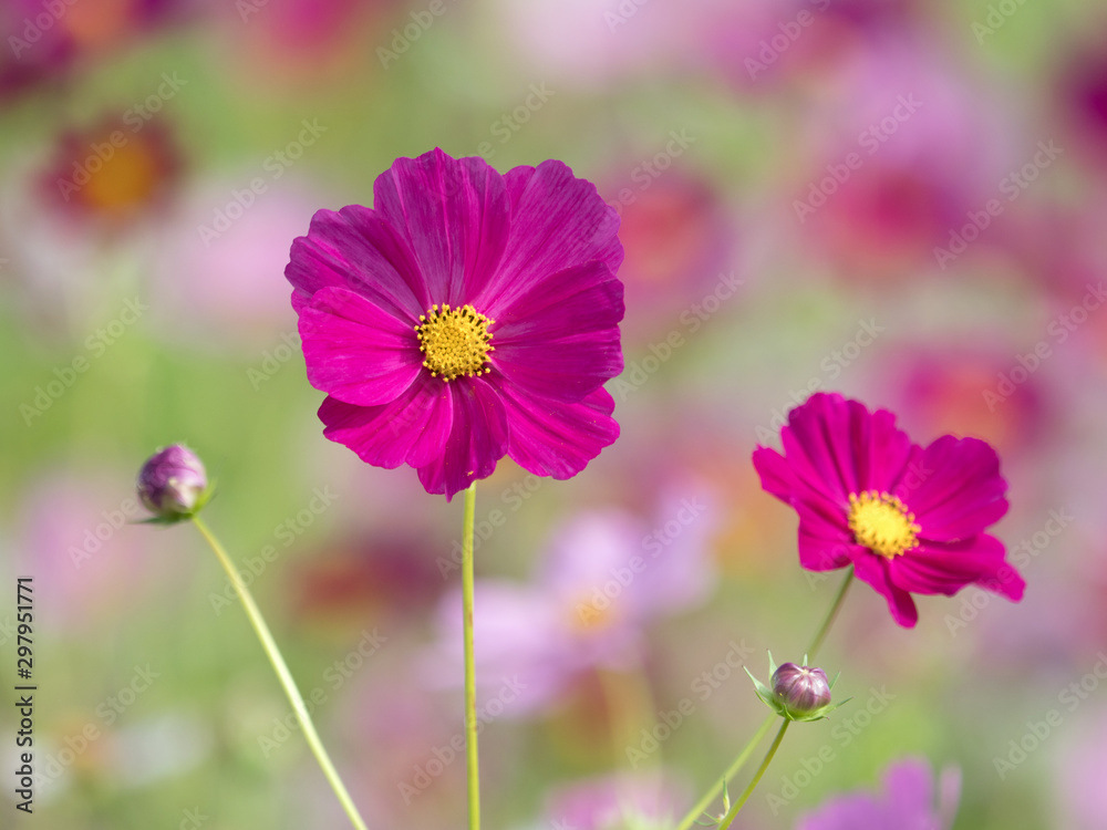 コスモスの花