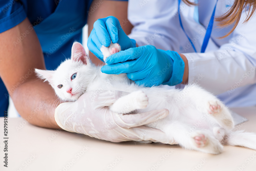 Two young vet doctors examining sick cat Two young vet doctors examining sick cat