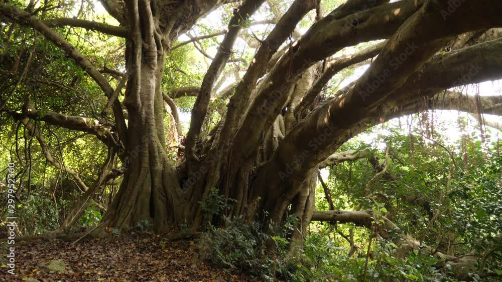 Large banyan tree in a tropical rainforest. Filmed in 4K Large banyan tree in a tropical rainforest. Filmed in 4K