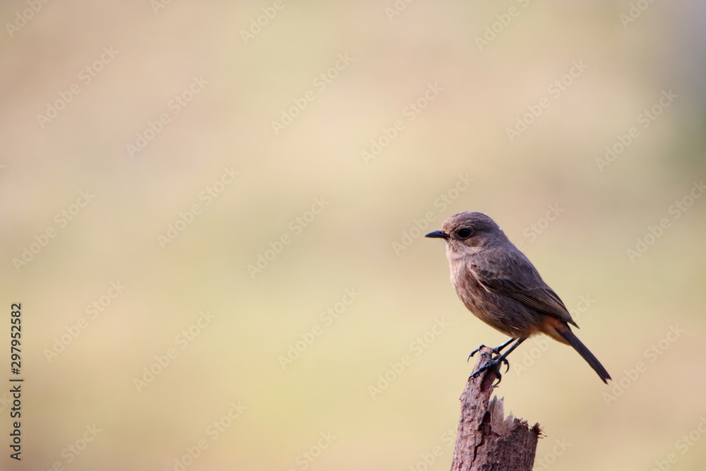 Obraz premium bird on branch