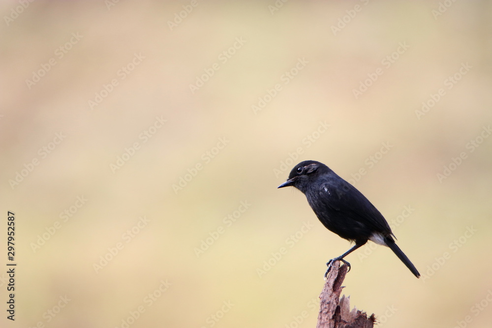 bird on branch bird on branch