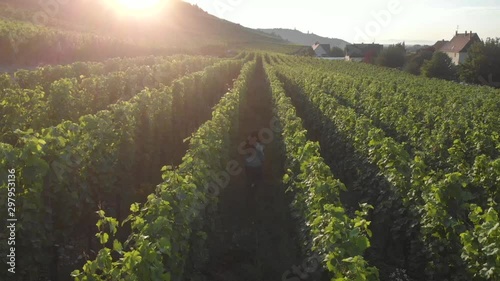 Aerial of young girl walking through vineyard into the sunset, France