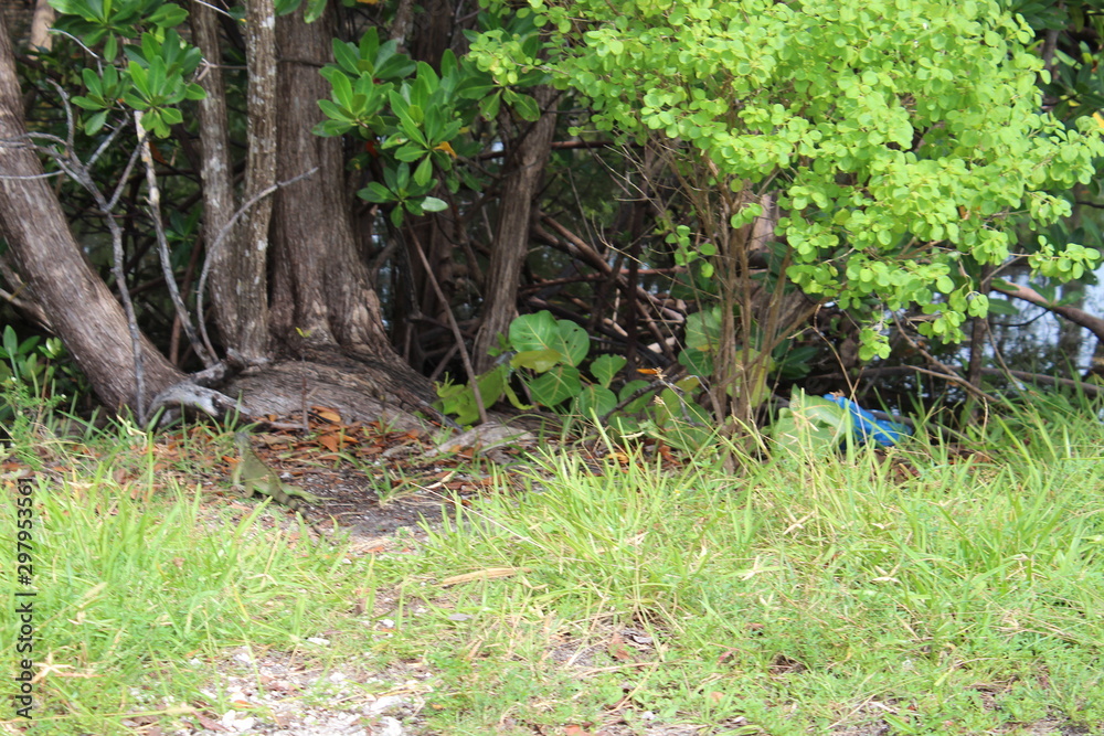 green iguana in Miami Beach green iguana in Miami Beach