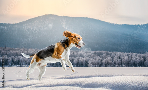 Fototapeta Naklejka Na Ścianę i Meble -  Beagle dog at walk. Mixed media