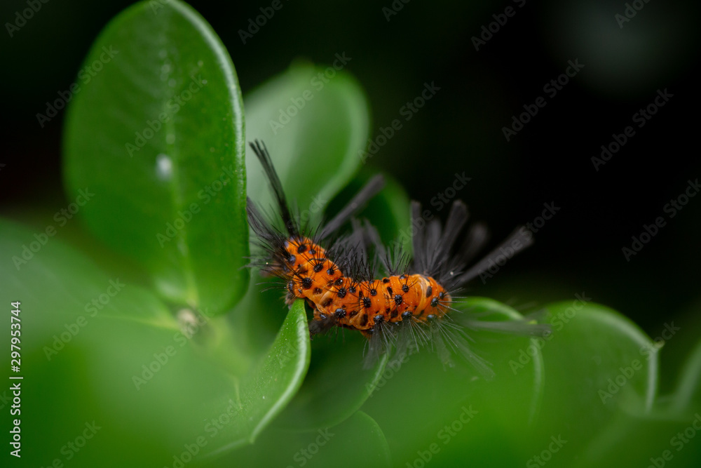 Fototapeta premium Exotic Orange Caterpillar