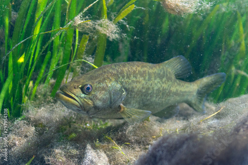A large Largemouth Bass (Micropterus salmoides) waits for prey to ambush near the bottom of a central Florida spring.  Largemouth Bass are aggressive predators belonging to the Sunfish family. photo