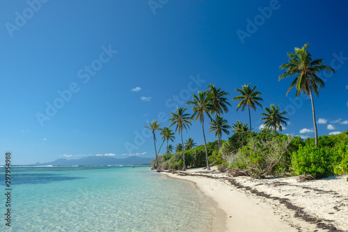 Plage de sable fin et cocotiers  Guadeloupe  France