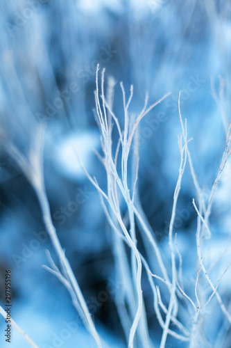 Blue winter background in selective focus, natural pattern for design, selective focus