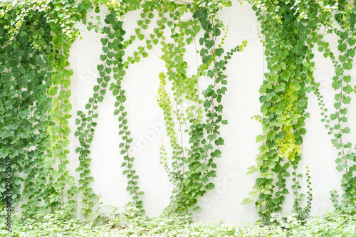 ivy leaves isolated on a white background