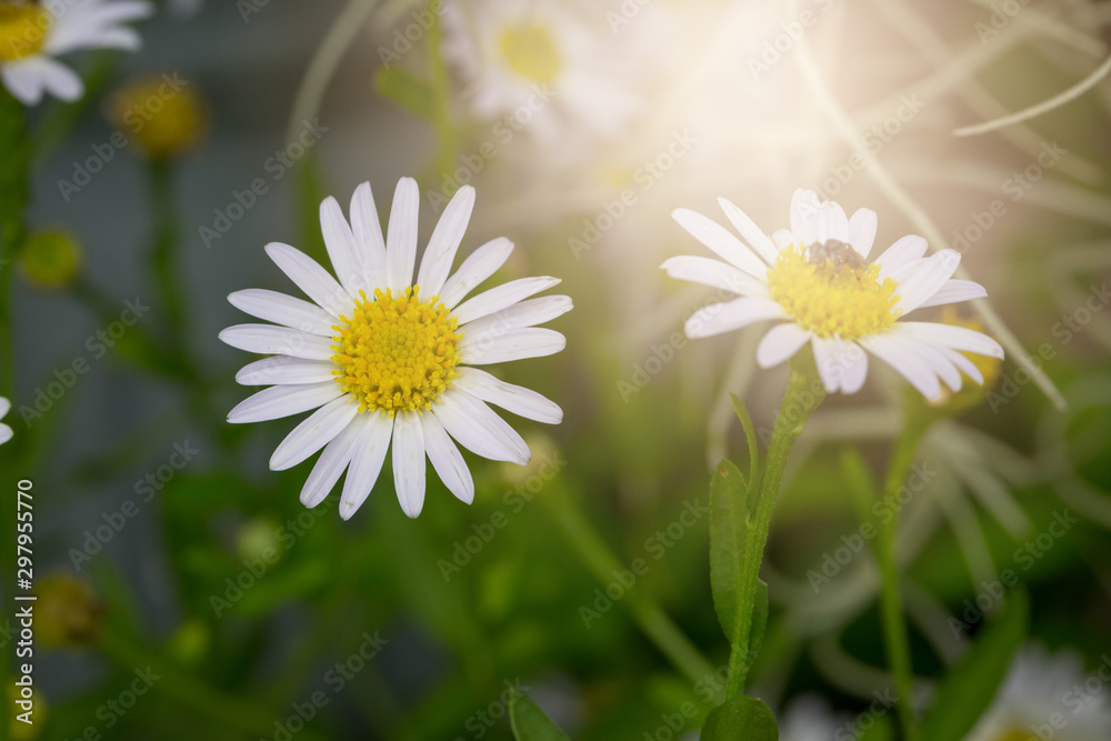 Fototapeta premium Little white daisy flower with green bokeh