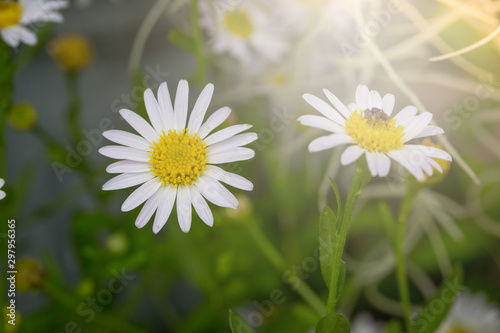 Little white daisy flower with green bokeh